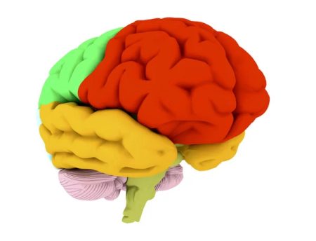5 curiosidades sobre el cerebro de Homer Simpson Idea secundaria