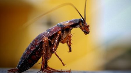 Ornitofobia: síntomas, causas y tratamiento del miedo a los pájaros Estrategias para enfrentar la fobia a las plumas de aves